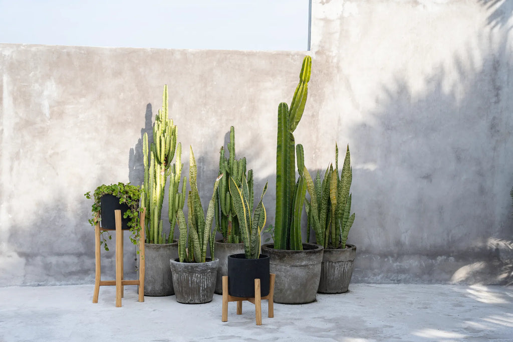 Vaso baixo para plantas a carvão - Preto Natural - S